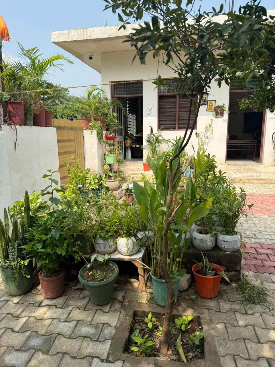 School garden